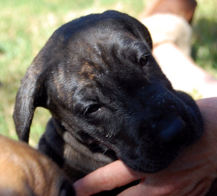1 Week Old
